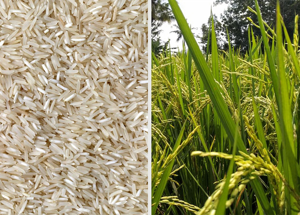 Rice